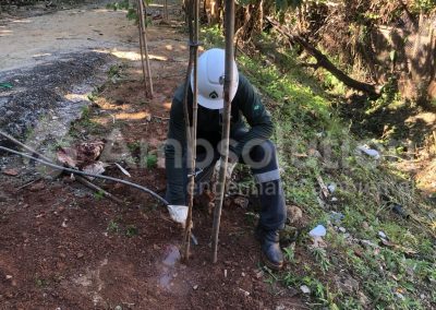 Reflorestamento e Compensação Ambiental